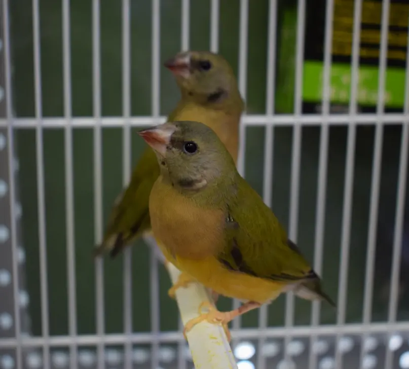 Gouldsamadine han (Chloebia gouldiae)